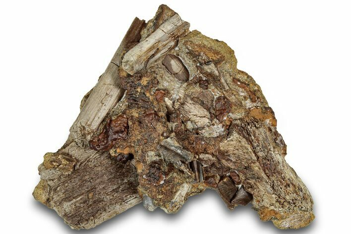 Sandstone with Hadrosaur Teeth, Tendon & Bones - Wyoming #316482